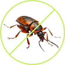 Termite Control